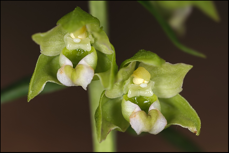 Epipactis dalla Apuane